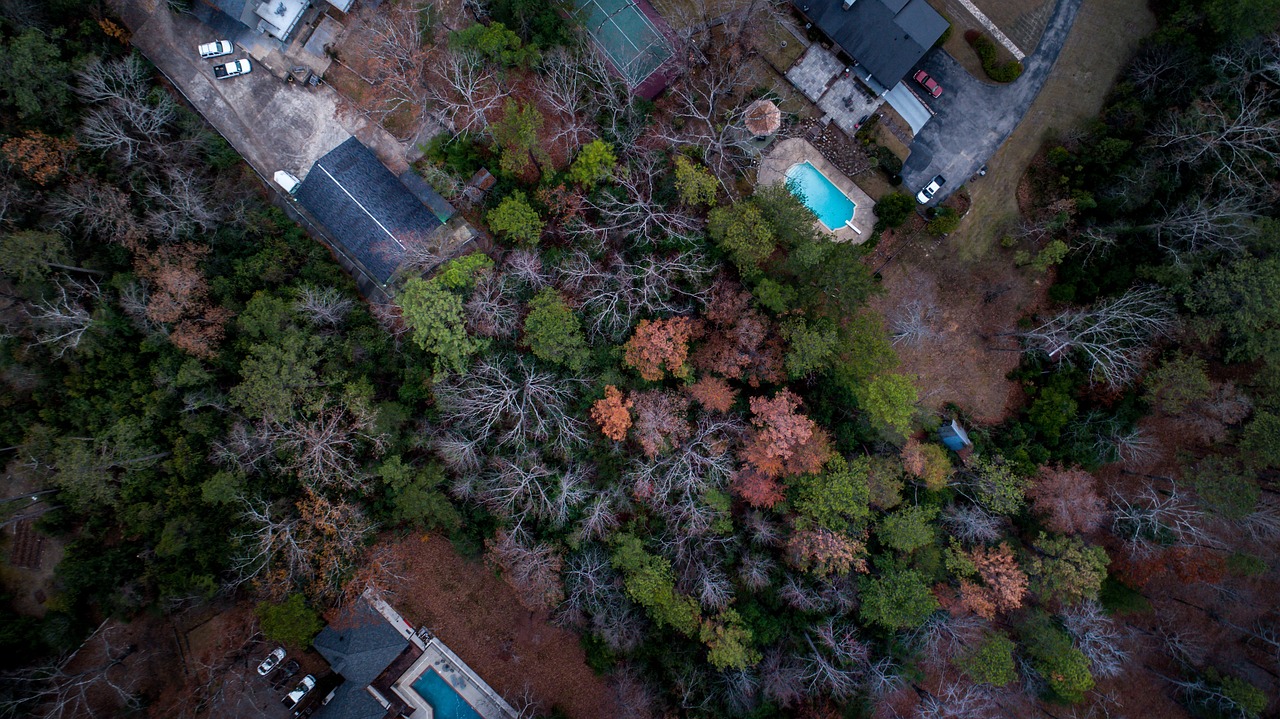 邓为仙台有树口碑，邓为仙台之树，口碑赞誉传颂不绝