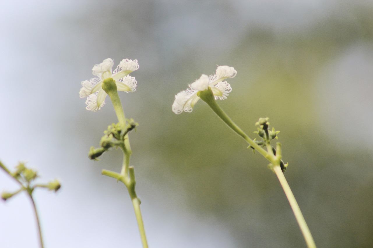 植物作文100_植物作文100字三年级下册